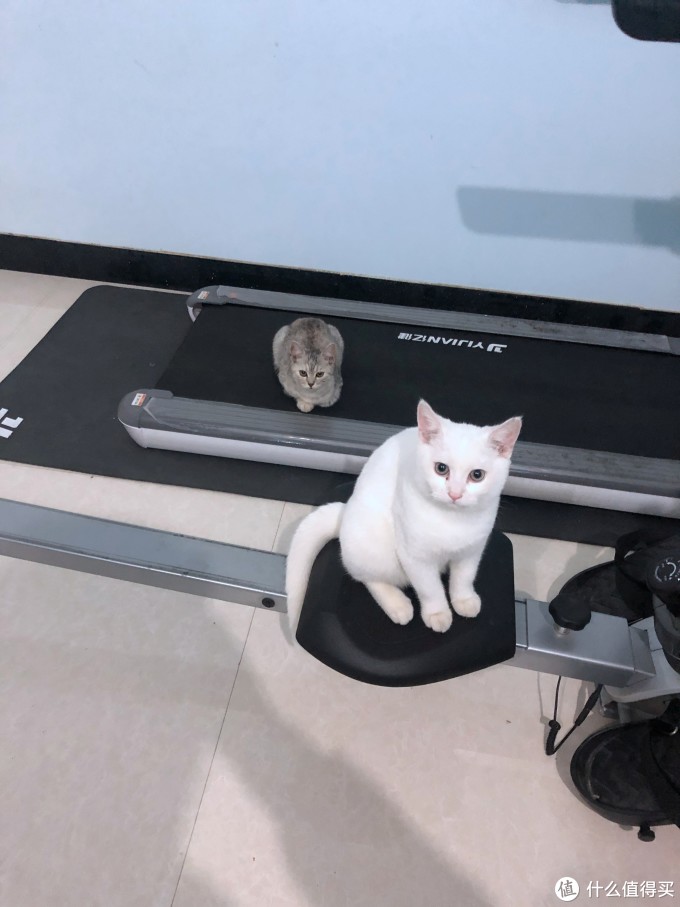田田猫猫草猫薄荷怎么样 猫薄荷对猫有什么作用 什么值得买