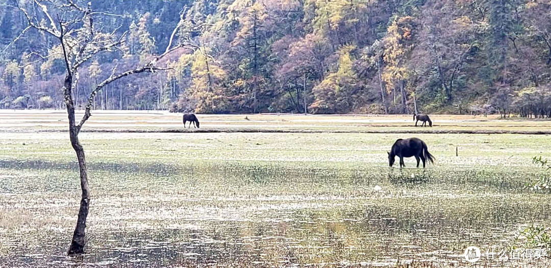 巴望海