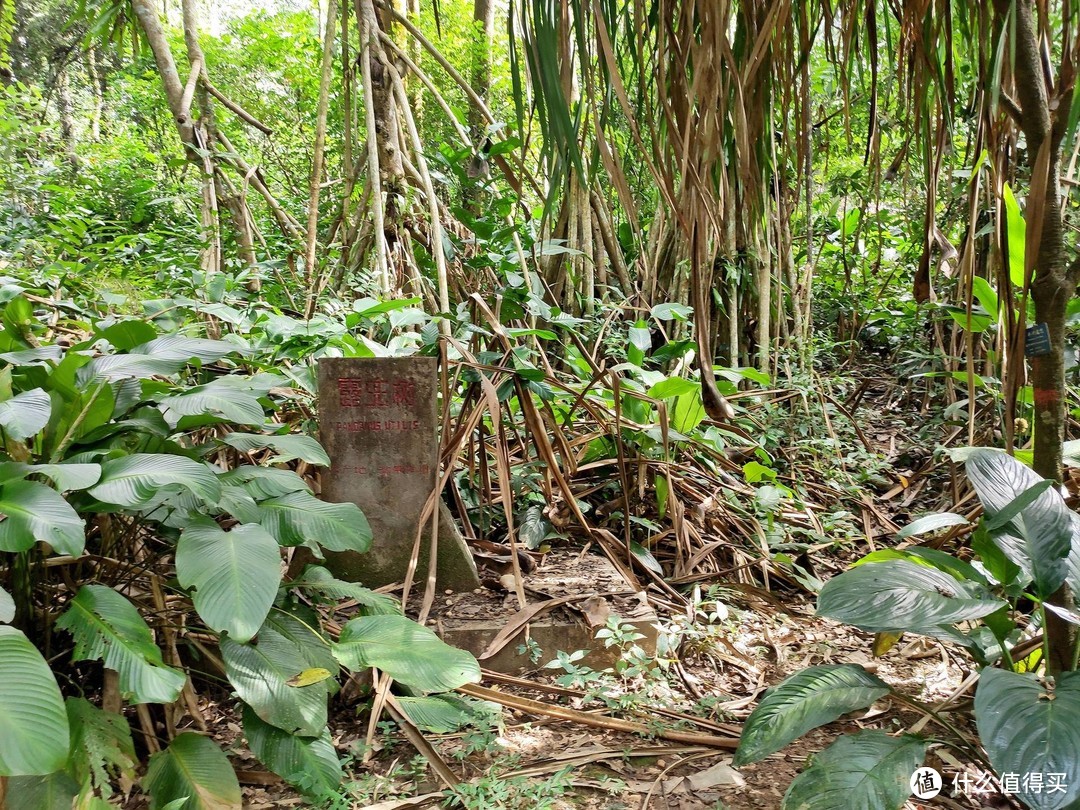 来西双版纳一定不能错过植物园！