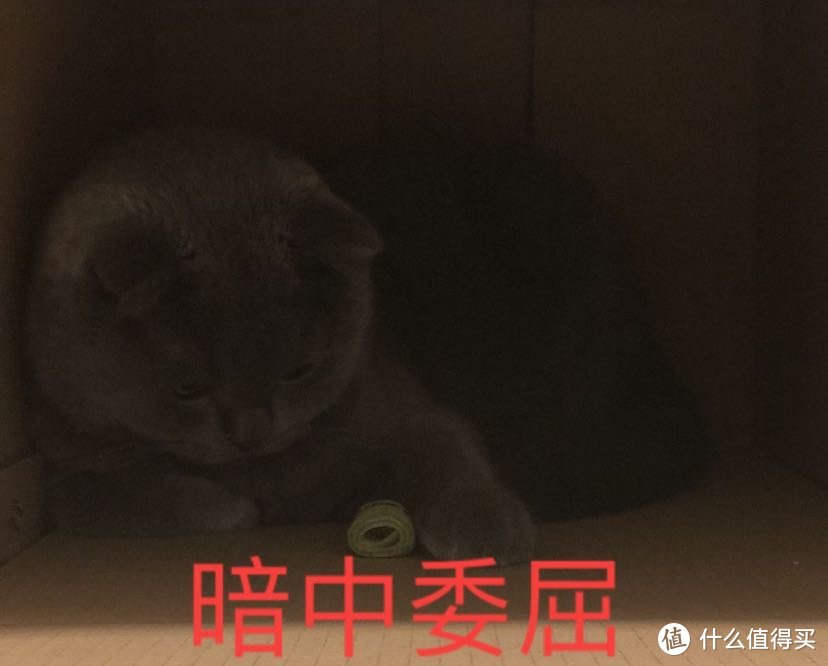 养猫日常之想到啥是啥