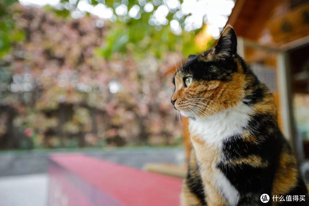 行业人士教你怎么选宠物猫粮， 建议收藏学习