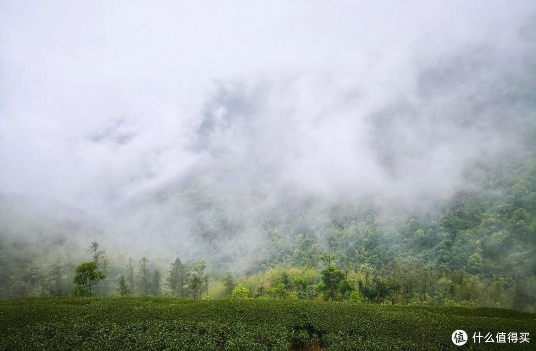 大山深处烟雾缭绕的茶园