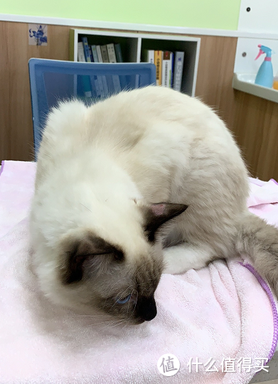 宠物猫常见疾病及治疗方法 猫病了有什么症状 什么值得买