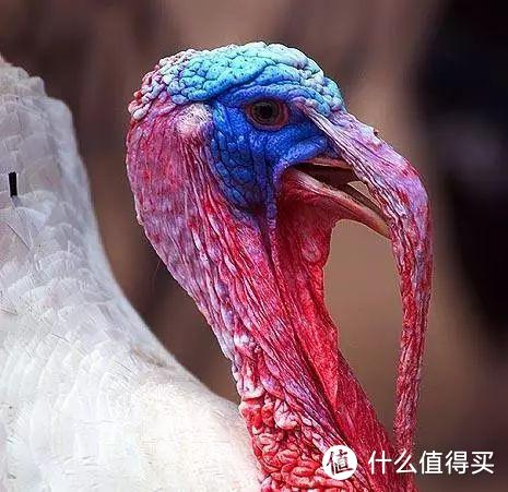 感恩节话火鸡：因为胸太大，没法XXX？10个关于“火鸡”的冷知识