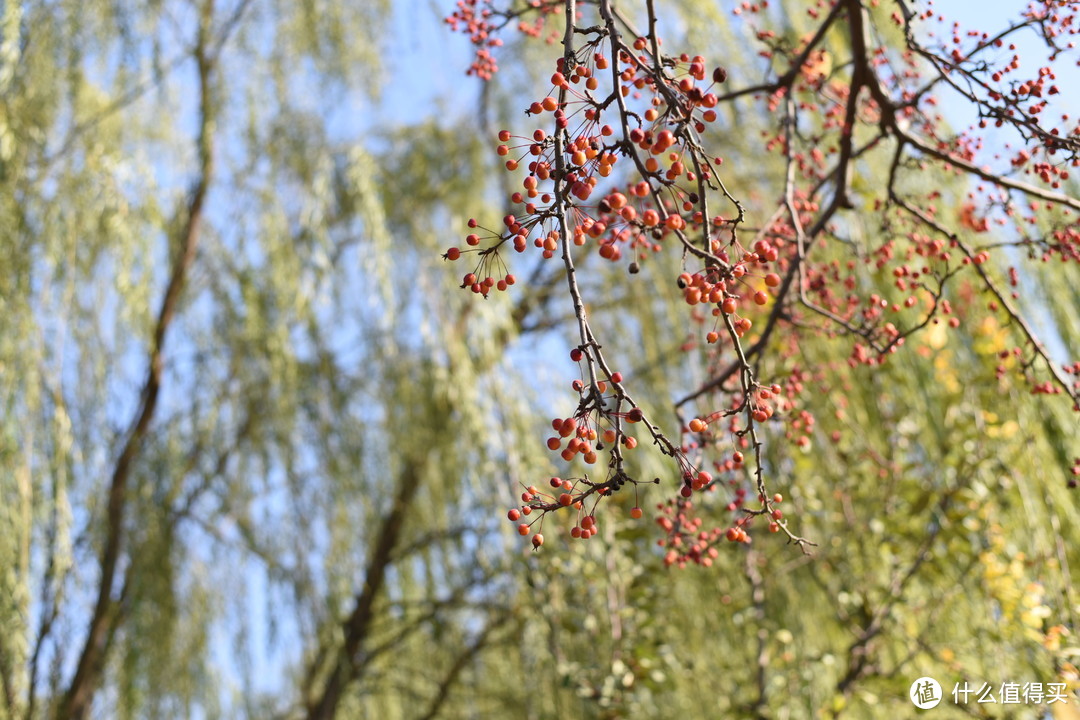 双十一剁手之尼康（Nikon） AF-S 50mm f/1.8G 镜头