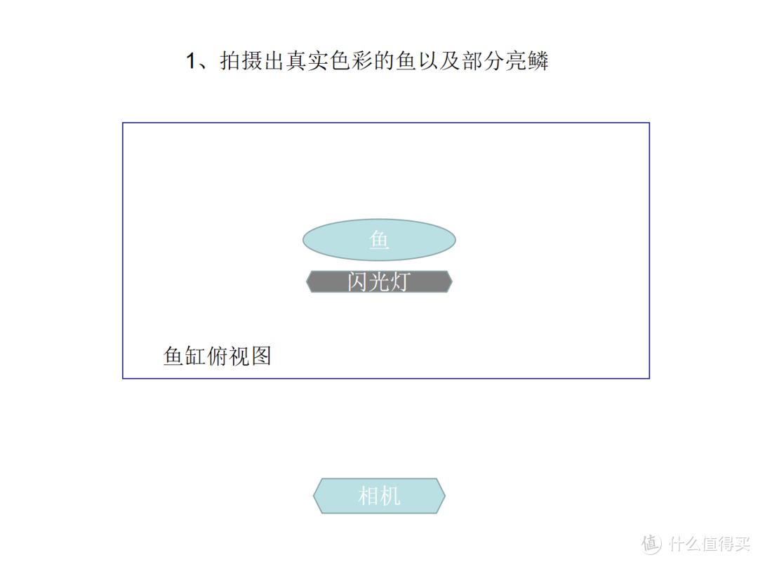 摄影新人经验分享---如何拍摄好那些漂亮的观赏鱼