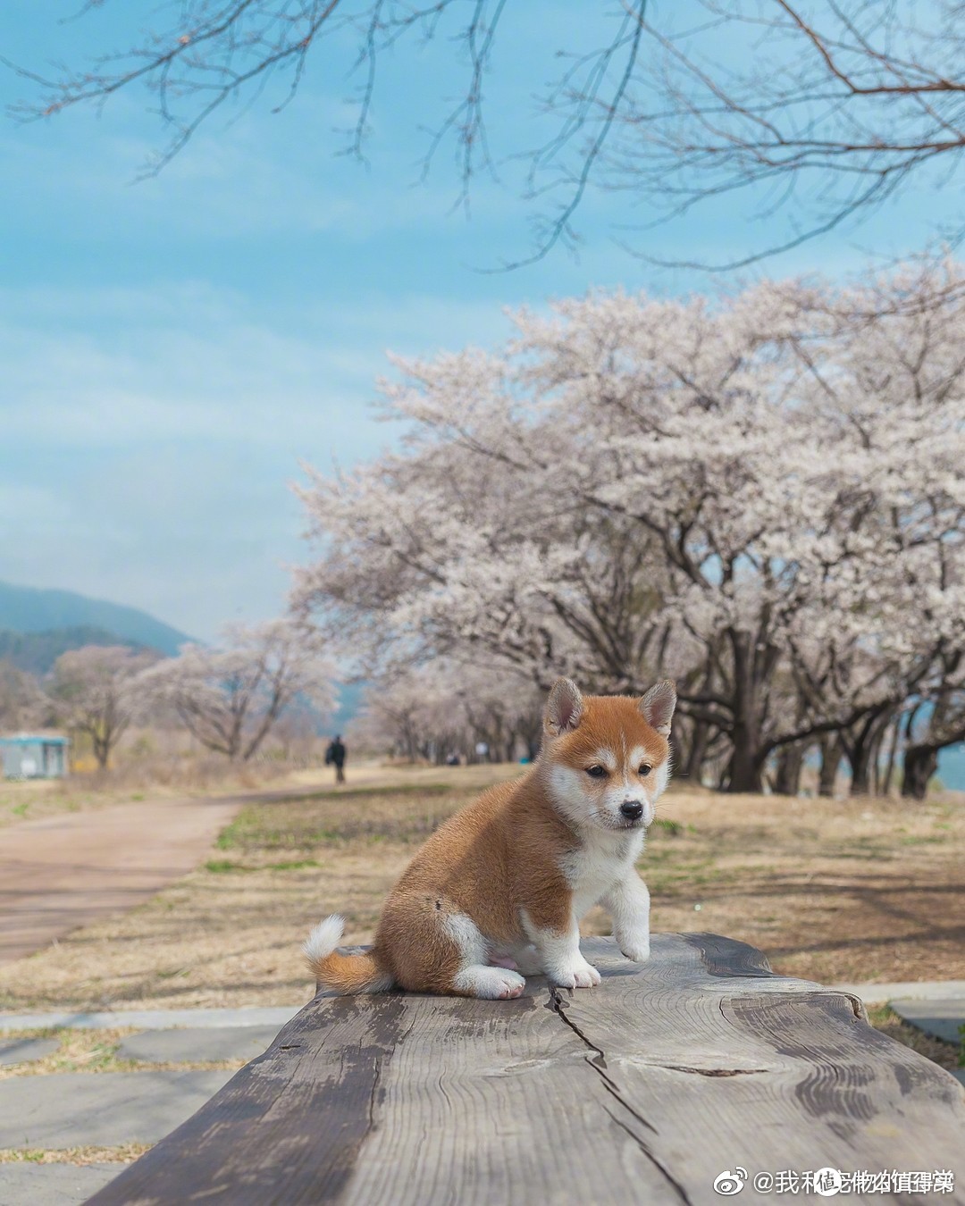 另一只网红柴犬shiba，图片来自微博网友@我和萌宠的日常11月30日所发微博