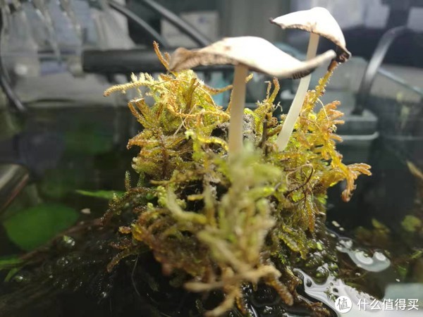 其实我的小缸还是半水陆，沉木上面还有我野采的植物，某天还送惊喜