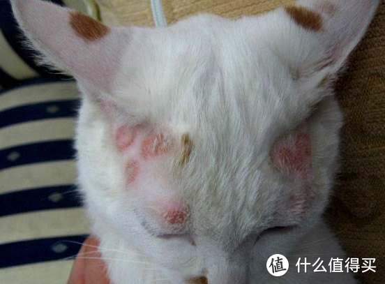 宠物猫常见疾病及治疗方法 猫病了有什么症状 什么值得买