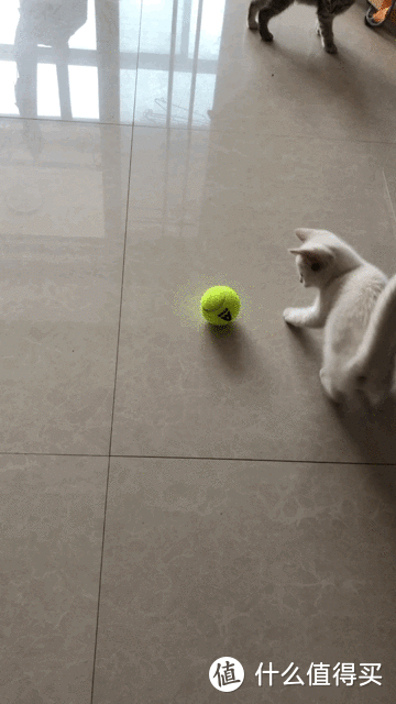 献给猫小主的两款小玩具-憨憨乐园 猫抓板 与 安格耐特（Agnite）网球