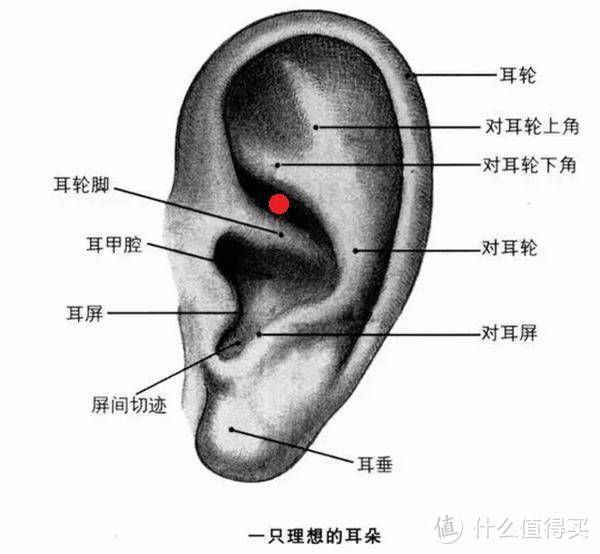 (图源网络:侵删)这是一个正常人的耳朵,正常佩戴耳机只需放上即可,但