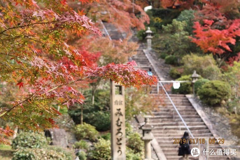 带着家人红叶狩d4宇治三室户平等院奈良公园 国外自由行 什么值得买