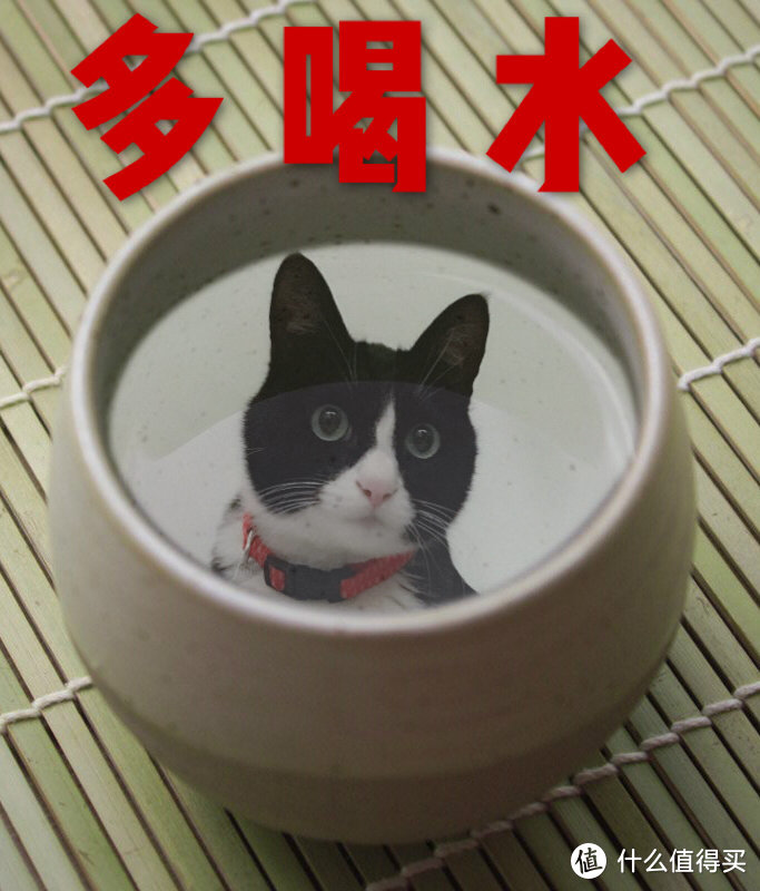 新手养猫你需要这些产品