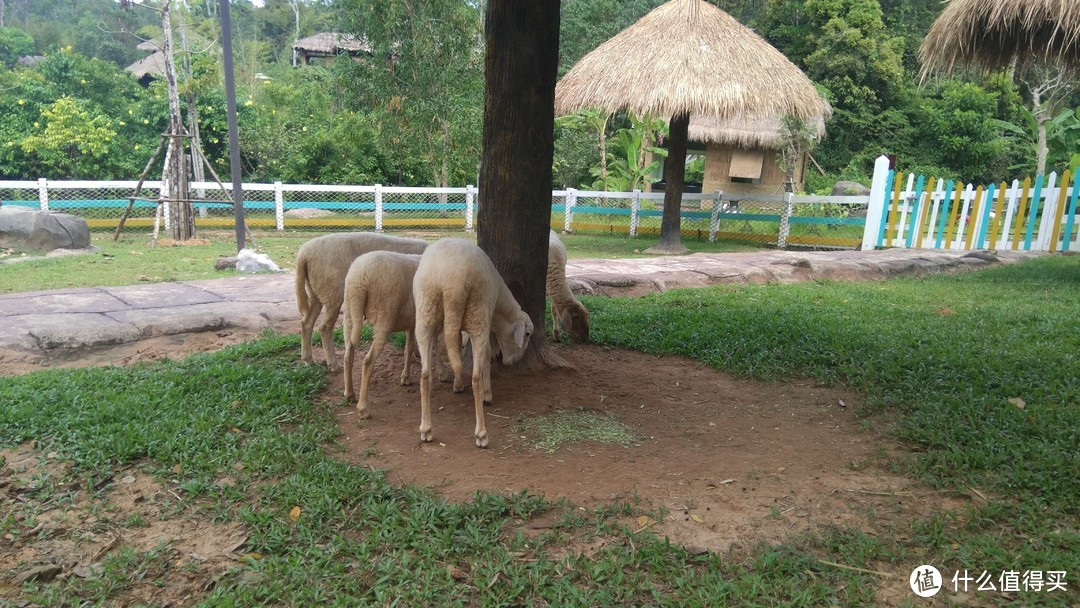 越南富国岛上的Safari动物园一日游