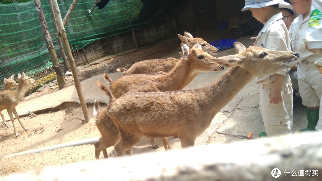 越南富国岛上的Safari动物园一日游