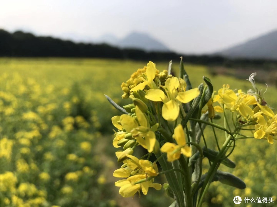 三月陪我们去看油菜花