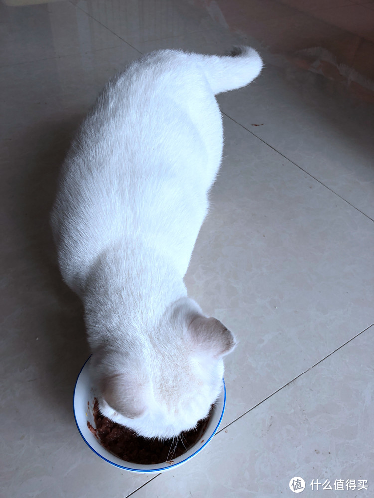 猫咪爱吃，也是喂药神器-伟嘉 泰国进口猫主食罐头 吞拿鱼味85g袋装