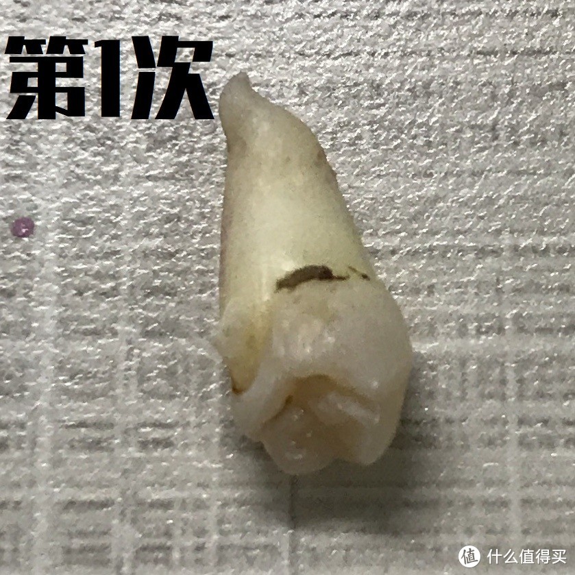 几经周折后拔掉的多齿生齿，还能用来做测评？