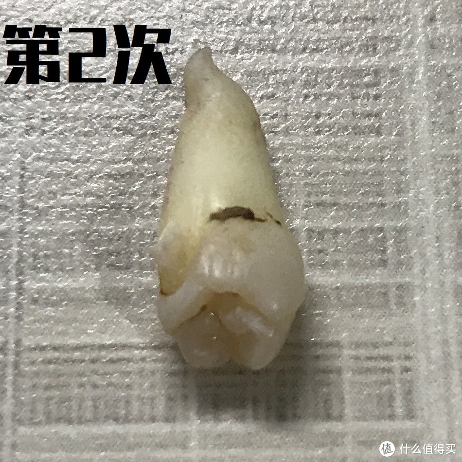 几经周折后拔掉的多齿生齿，还能用来做测评？