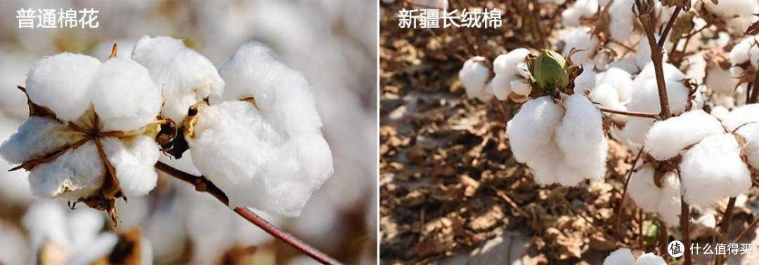 棉花被or鹅绒被 你pick谁 谁才是真正的最强王者 被子褥子 什么值得买