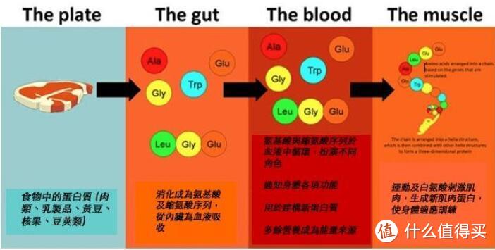 男靠强度，女靠次数——关于减脂的3个小常识