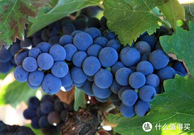 柏觅红酒 | 喝葡萄酒，一定要认识的十大热搜葡萄品种