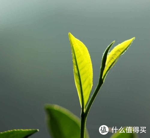 玩转普洱茶（三）：普洱茶的等级与选购