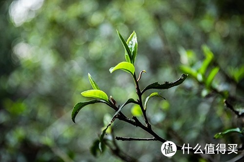 玩转普洱茶（三）：普洱茶的等级与选购