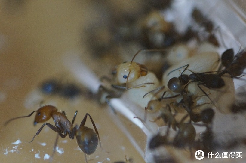 以带娃认识昆虫为名——尼科巴弓背蚁饲养一年记录之二
