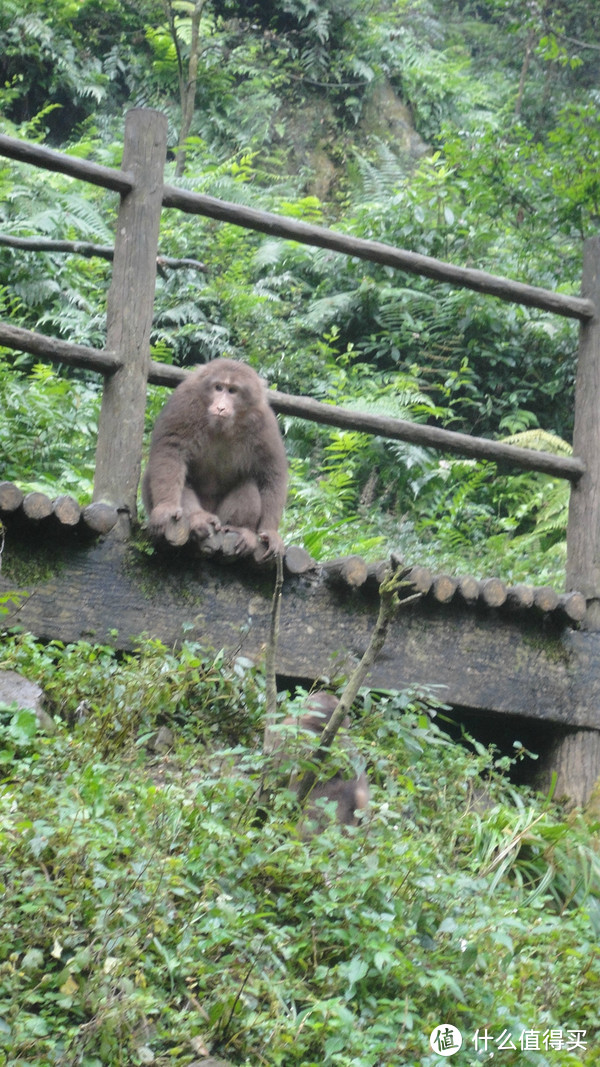 峨眉山，一日速游高中低山区（包含金顶+生态猴区）