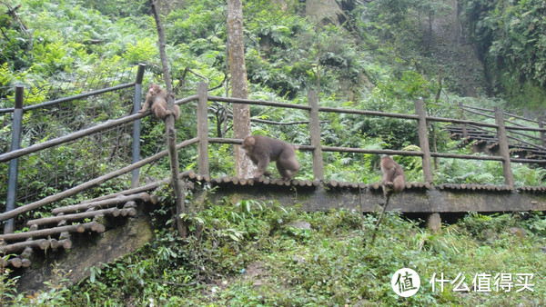 峨眉山，一日速游高中低山区（包含金顶+生态猴区）