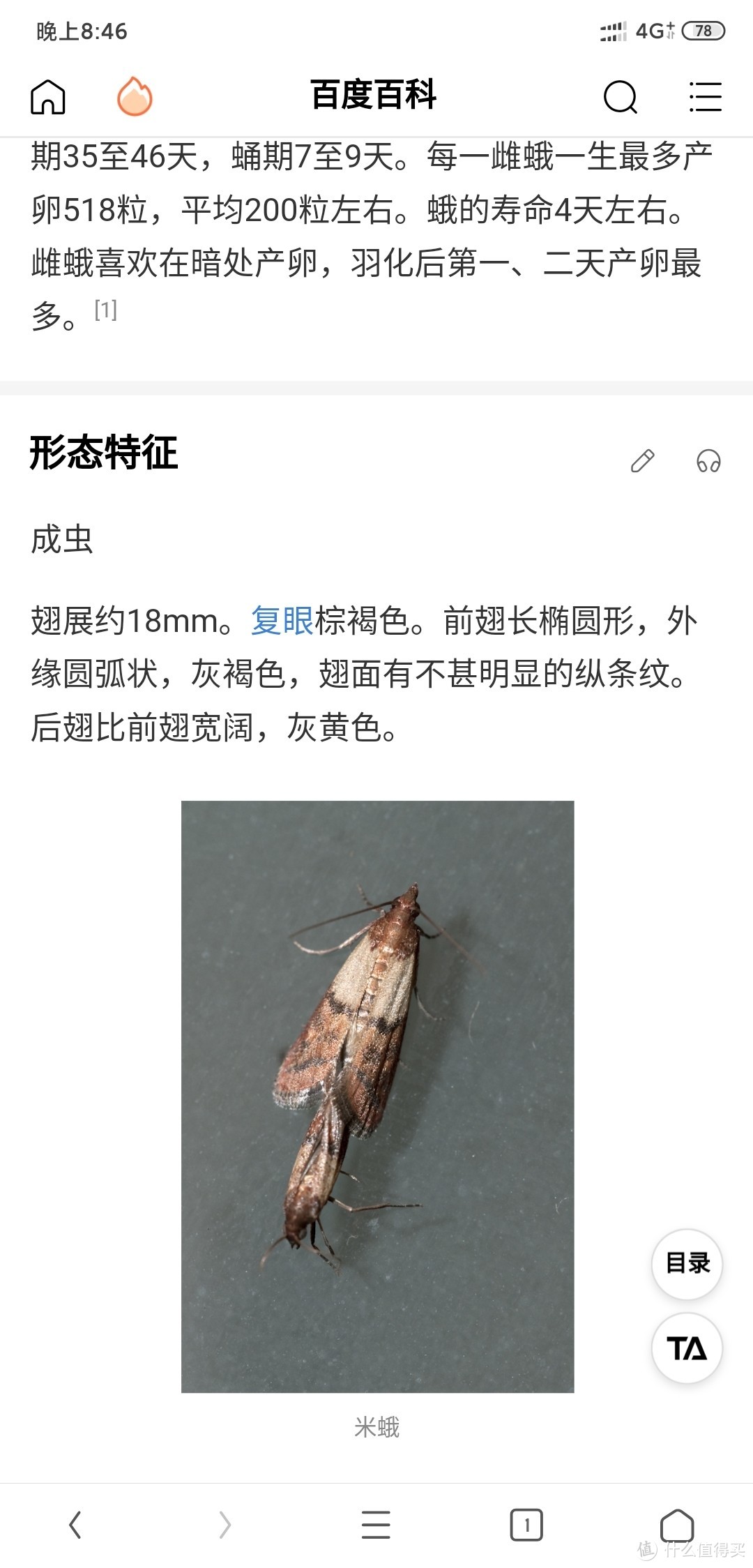 以带娃认识昆虫为名——尼科巴弓背蚁饲养一年记录之二