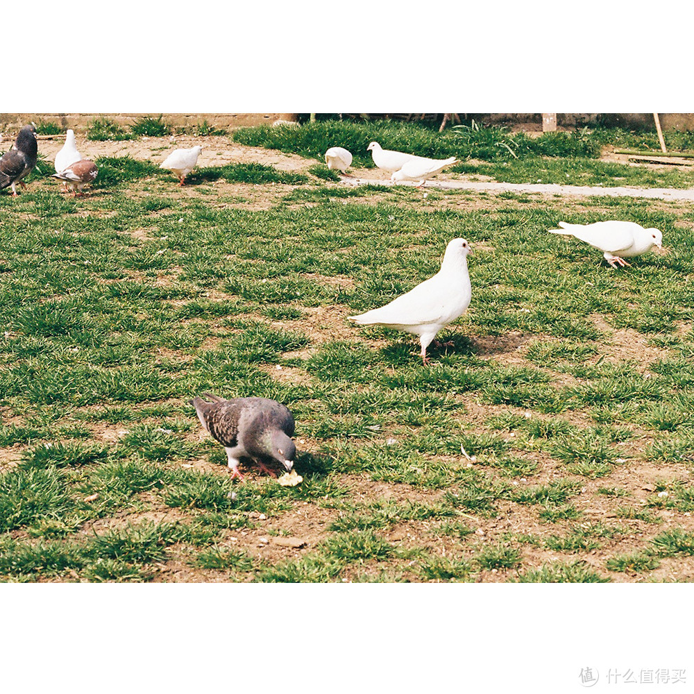 合肥植物园鸽子