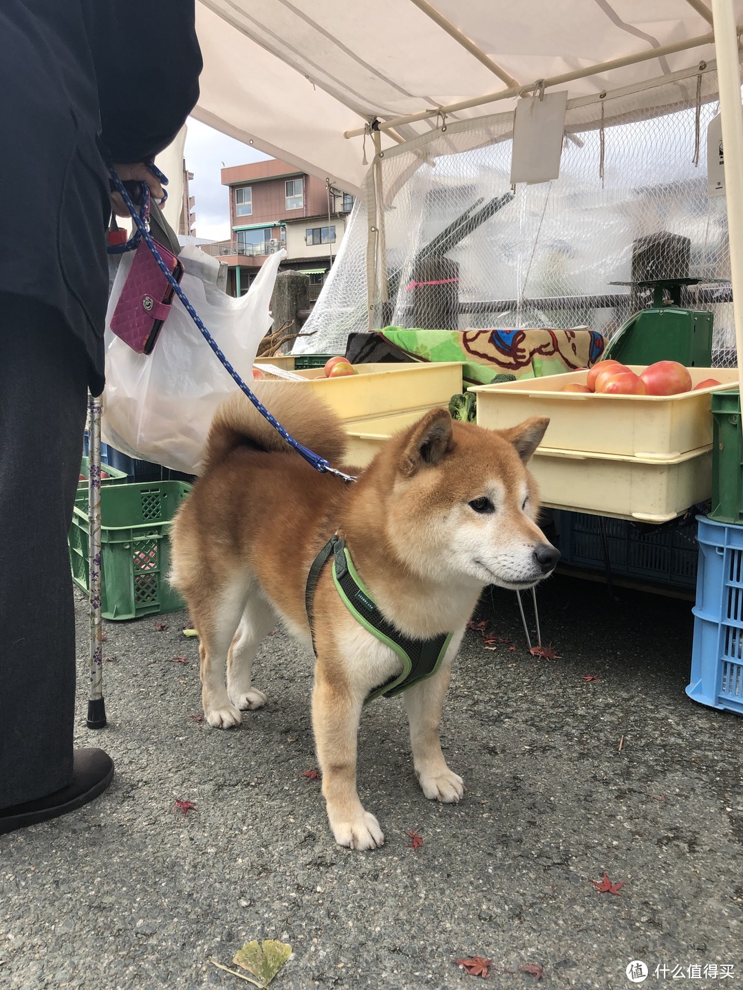 宫川早市上可爱的小柴