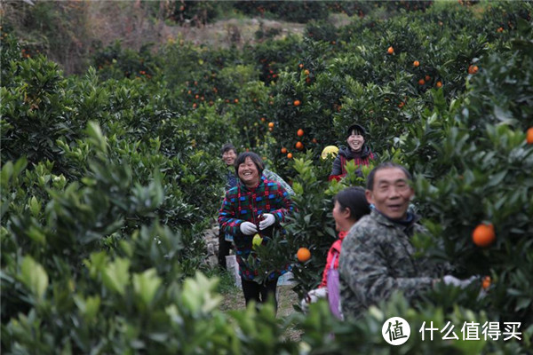 为什么奉节脐橙开园 阿里“数字基地”水果销售量疯涨20倍