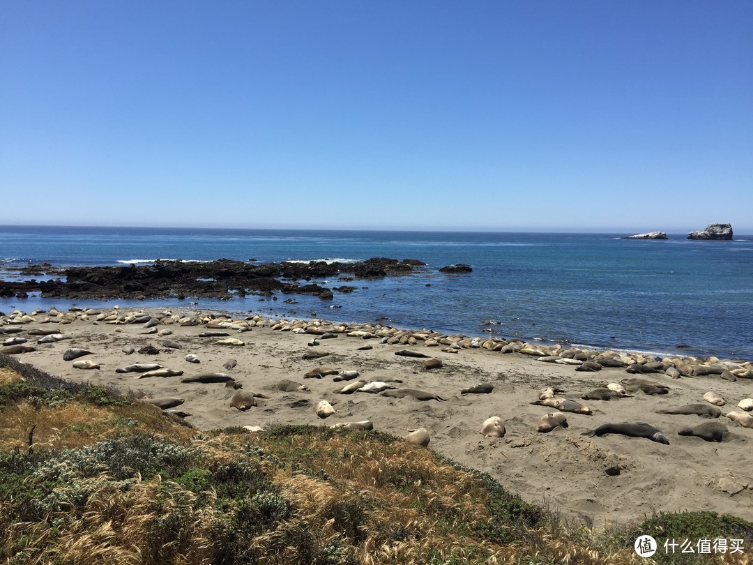 享受加州阳光的海狮