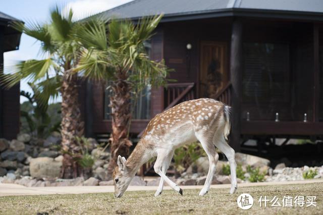 全世界最“兽性”的酒店，真真切切的跟野生动物“亲密交流”