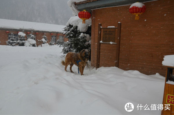 哈尔滨雪乡穿越，羊草山顶看日出