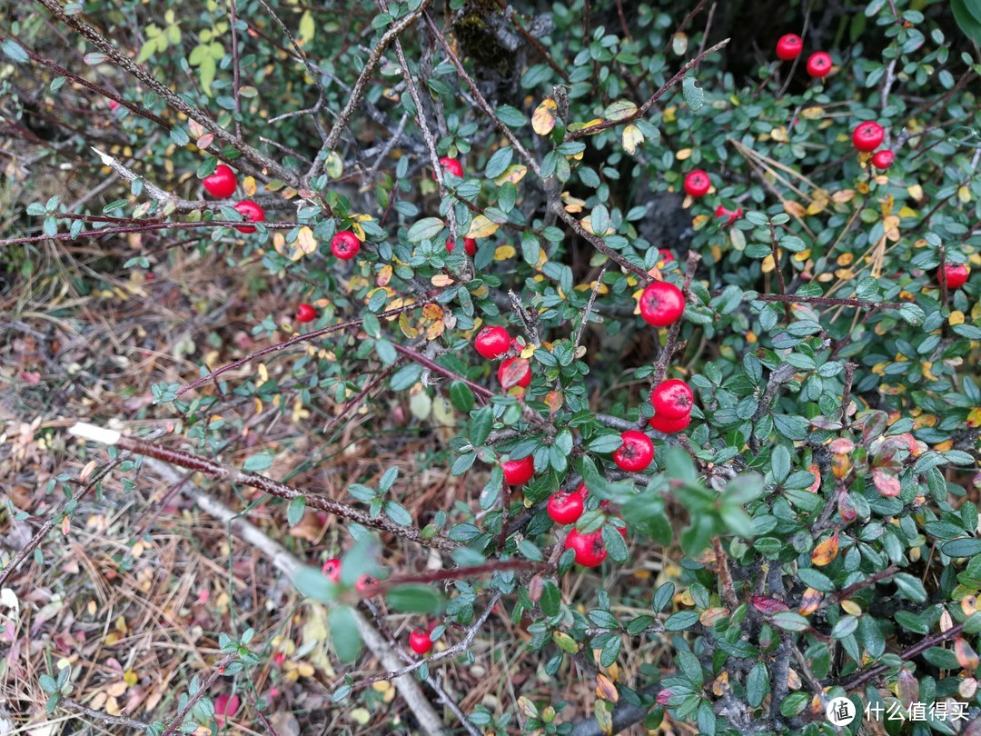 淡季林芝游，最忆巴松措