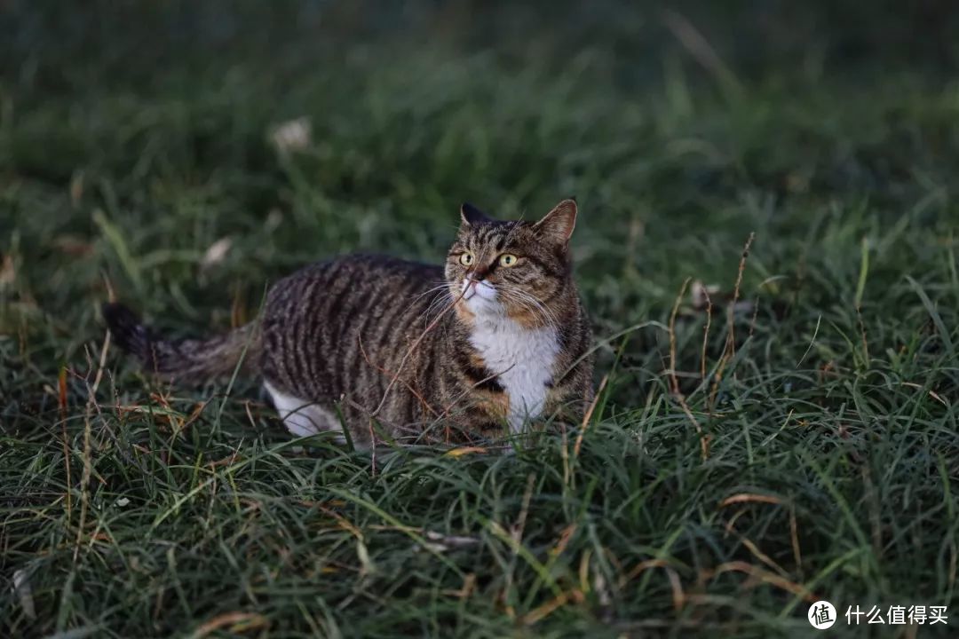 相机LIFE | 值得为镜入佳能 RF 70-200mm F2.8L IS USM