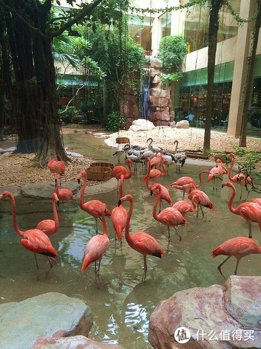 酒店把餐厅整成“野生动物园”，全国独一无二的用餐体验