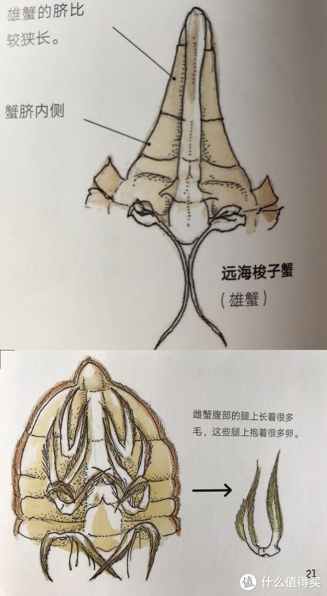 《餐桌上的生物进化》：原来好吃的它们，竟然有这么多秘密