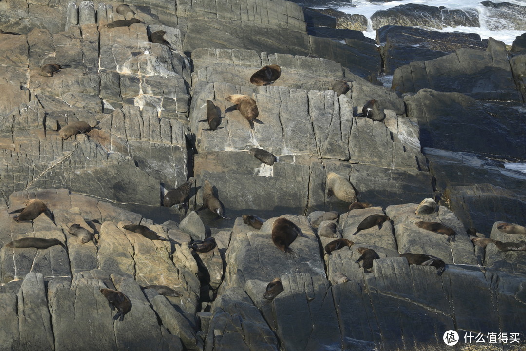 ▲新西兰软毛海狮（New Zealand fur seal），虽然叫seal，但它其实是海狮▲