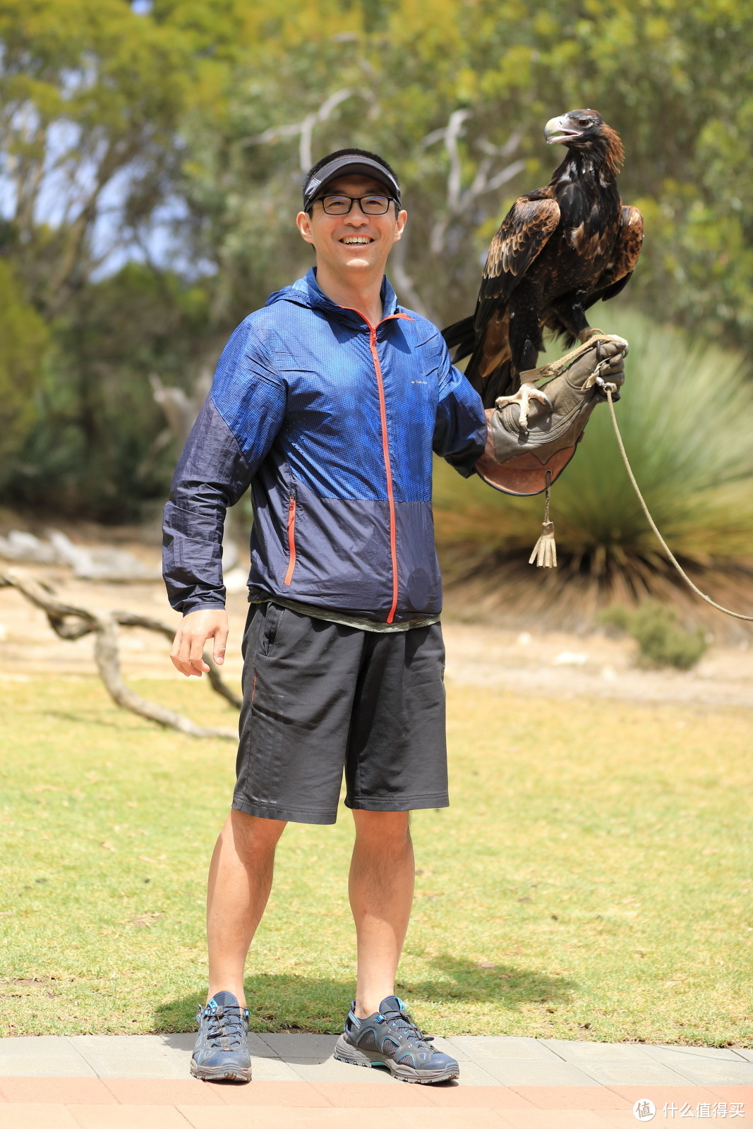 ▲澳大利亚楔尾鹰，翼展平均2.3米▲