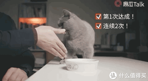 猫咪握手训练 抓起我家的蠢猫就操练起来 宠物用品 什么值得买