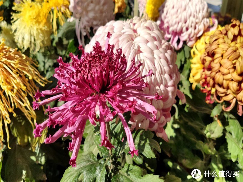 米9记录的2019年德州菊花展