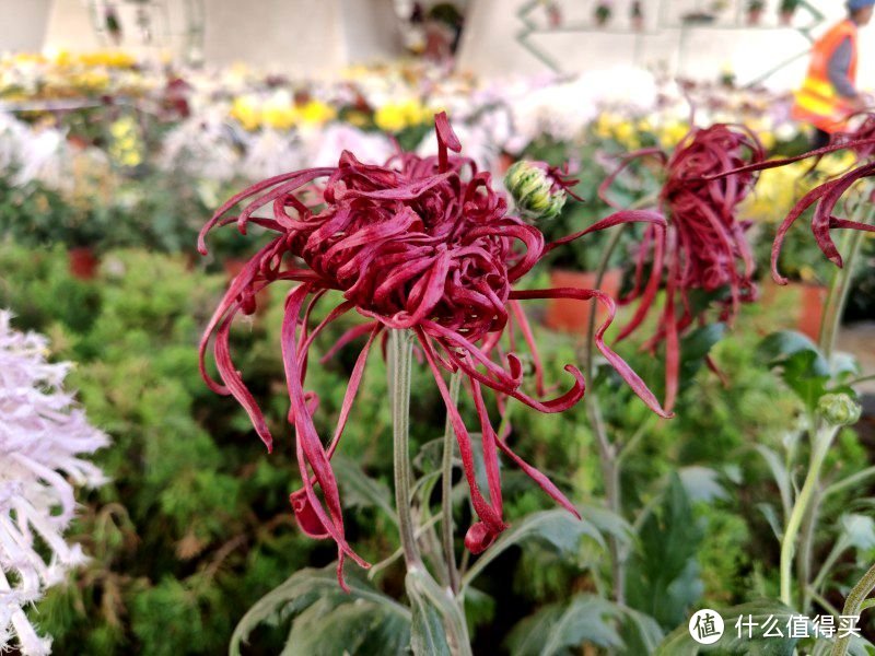 米9记录的2019年德州菊花展