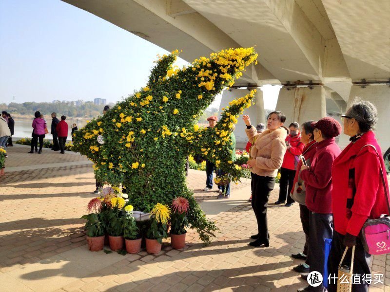 米9记录的2019年德州菊花展