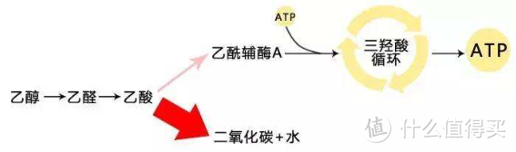 值无不言176期：拒绝佳节胖3斤，春节期间心态+饮食+运动的不完全指南