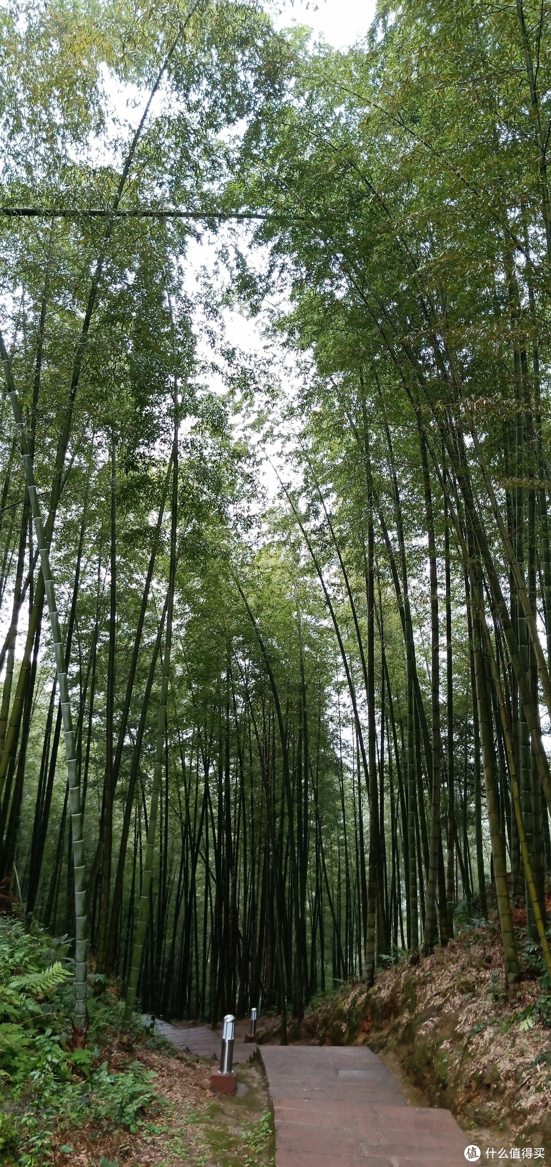 三进黔之竹海"圆梦"